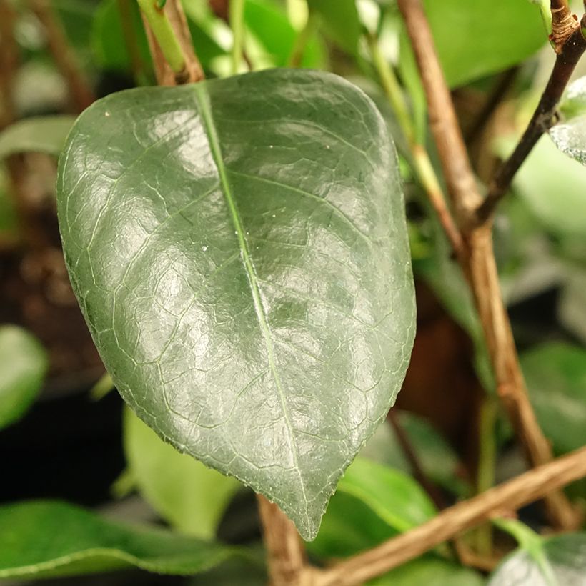 Camellia de Higo Okan - Japanische Kamelie (Foliage)