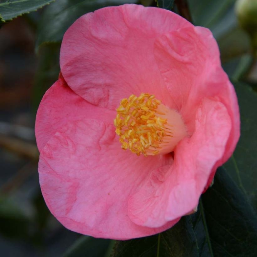 Camellia Paul Sérusier - Japanische Kamelie (Flowering)