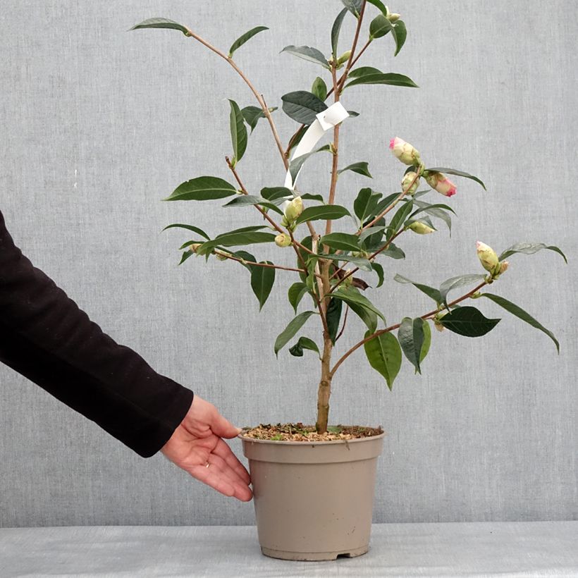 Example of Camellia reticulata China Lady - Kamelie Topf mit 4L/5L as you get in hiver
