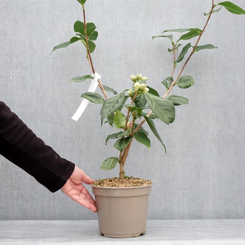 Example of Camellia reticulata Den Burton - Kamelie Topf mit 4L/5L as you get in hiver