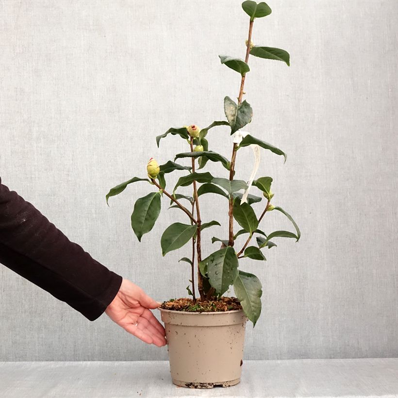 Exemplar von Camellia reticulata Dr Clifford Parks - Kamelie Topf mit 4L/5L wie im Herbst geliefert