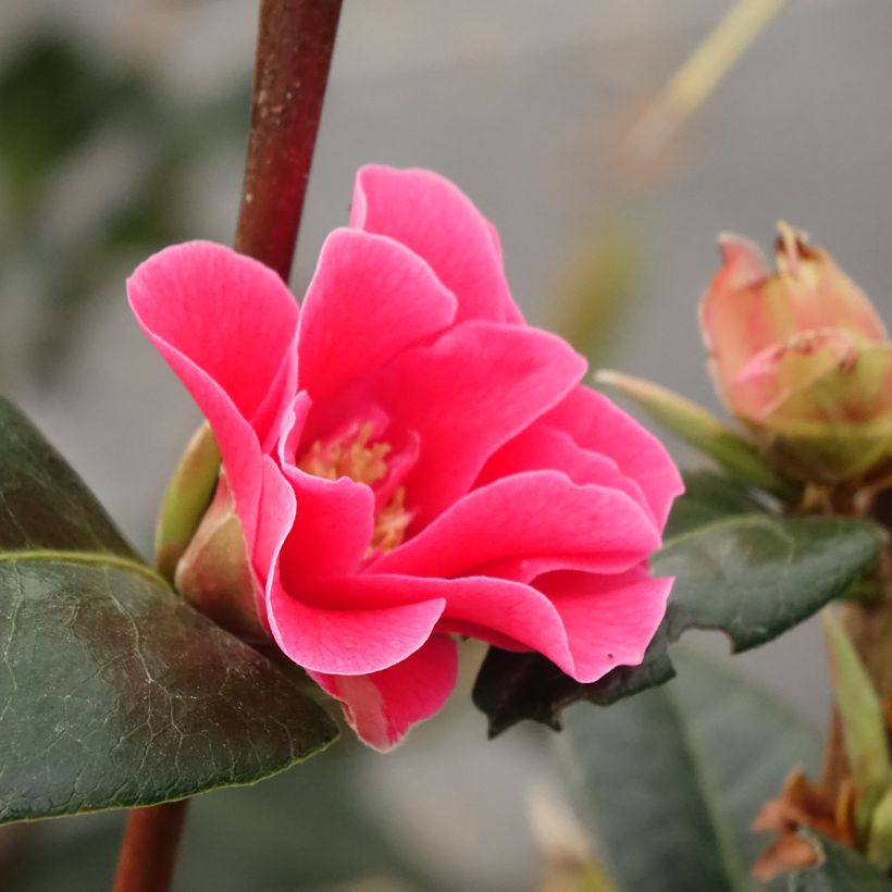 Camellia reticulata Illumination - Kamelie (Blüte)