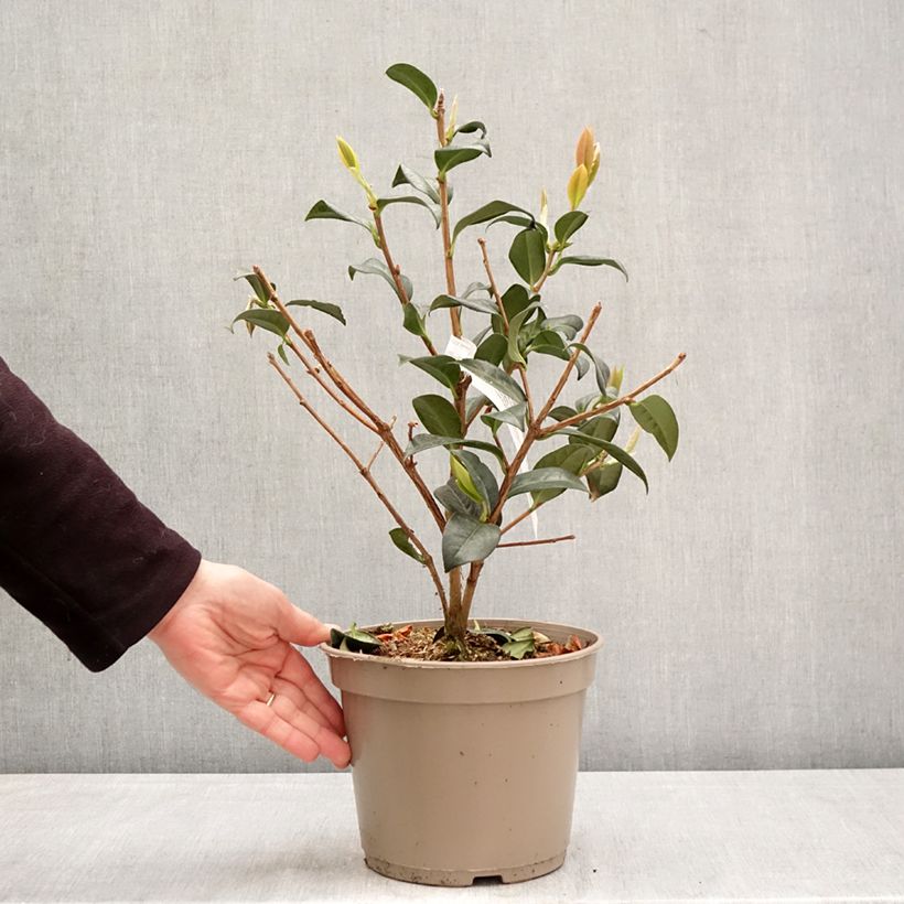 Exemplar von Camellia reticulata Illumination - Kamelie Topf mit 4L/5L wie im Frühjahr geliefert