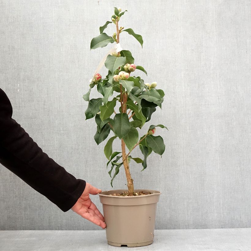 Example of Camellia reticulata Larry Piet - Kamelie Topf mit 4L/5L as you get in hiver