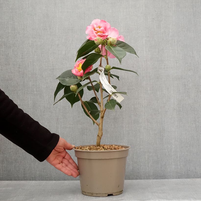 Example of Camellia reticulata Lasca Beauty - Kamelie Topf mit 4L/5L as you get in hiver
