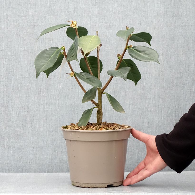 Exemplar von Camellia reticulata Lasca Beauty - Kamelie Topf mit 4L/5L wie im Frühjahr geliefert
