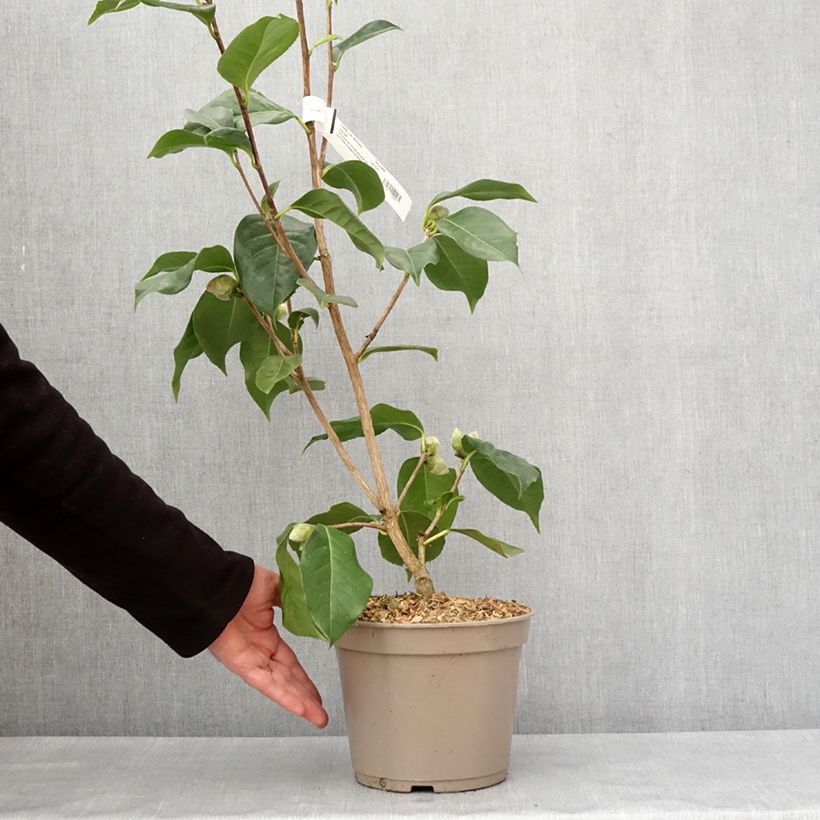 Example of Camellia reticulata Lila Naff - Kamelie Topf mit 4L/5L as you get in hiver