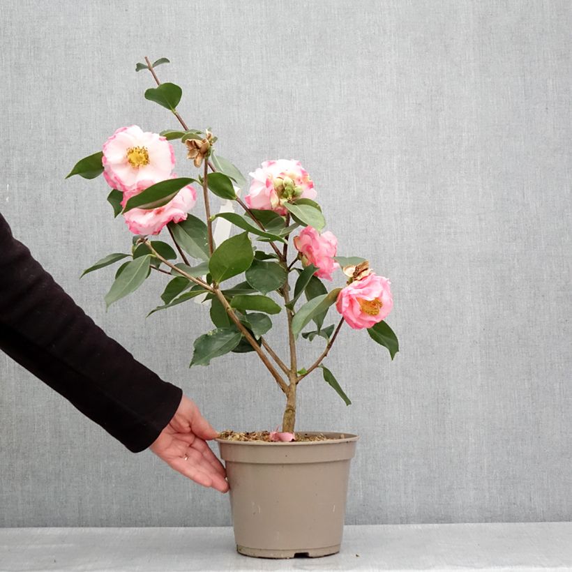 Exemplar von Camellia reticulata Lila Naff - Kamelie Topf mit 4L/5L wie im Frühjahr geliefert