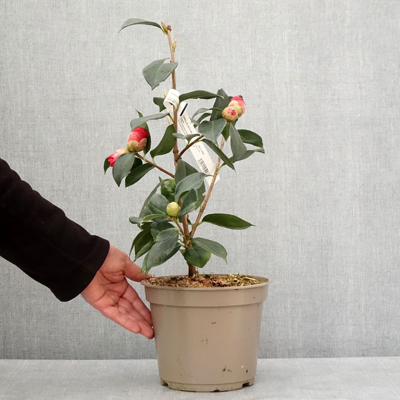 Example of Camellia reticulata Pagoda - Kamelie Topf mit 4L/5L as you get in hiver
