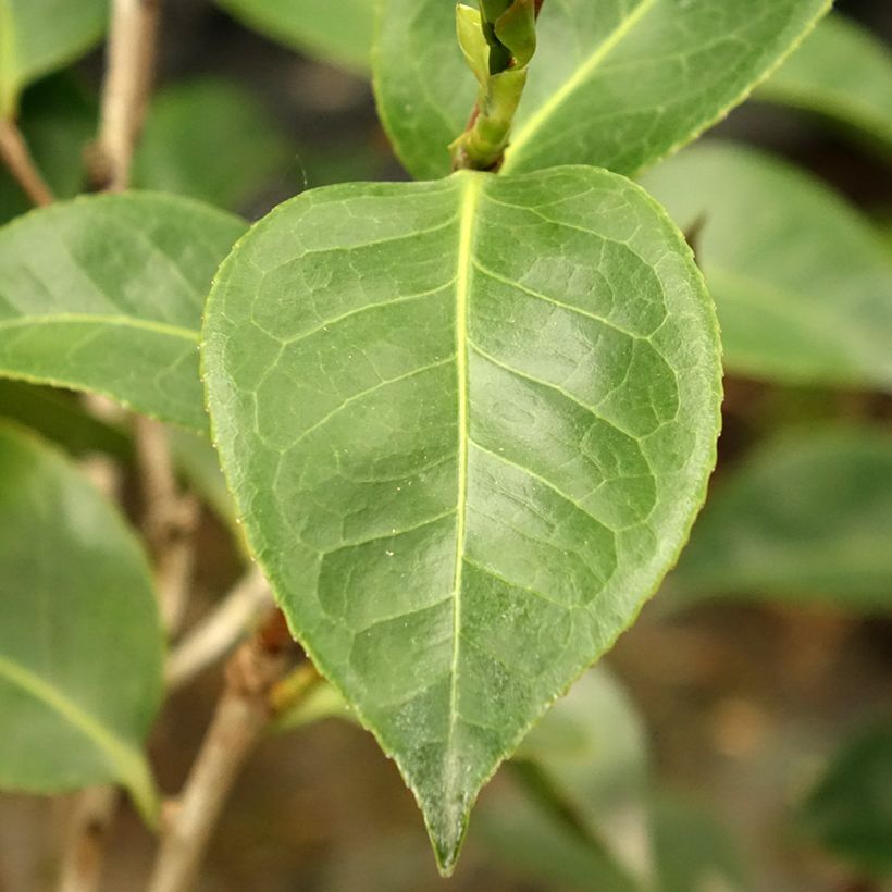 Camellia Roger Hall - Japanische Kamelie (Foliage)