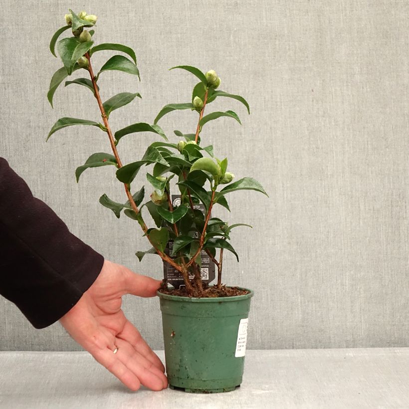Exemplar von Camellia Roger Hall - Japanische Kamelie Topf 12 cm / 13 cm wie im Winter geliefert
