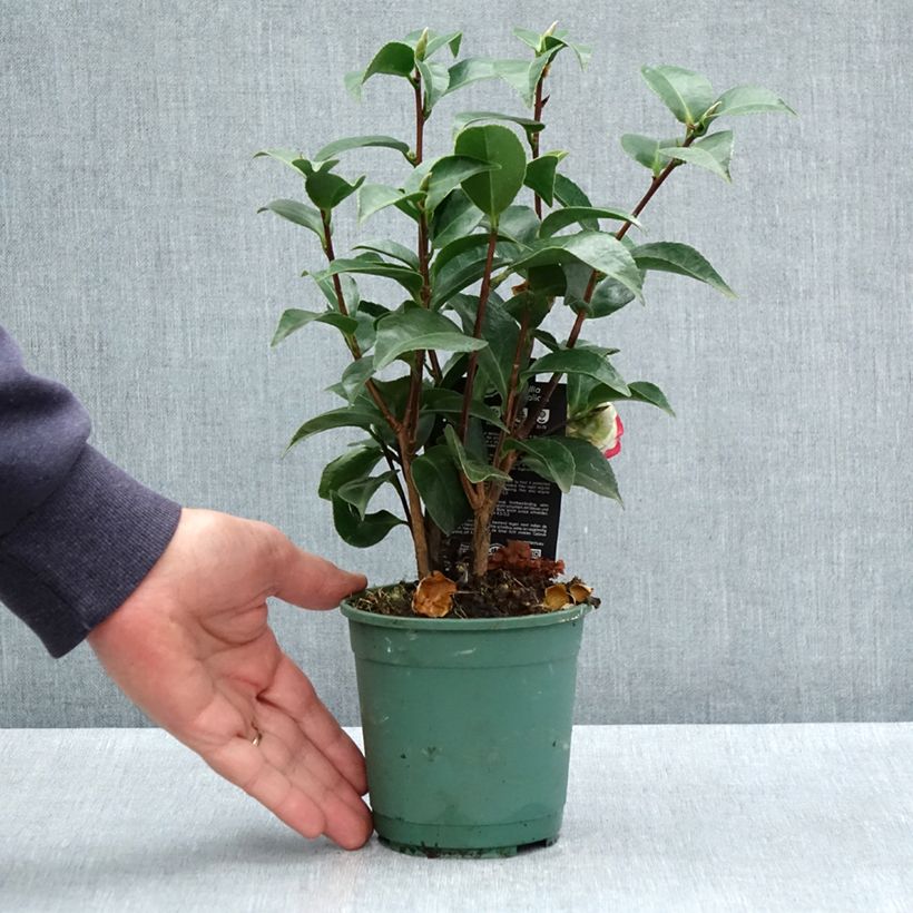 Example of Camellia Roger Hall - Japanische Kamelie Topf 12 cm / 13 cm as you get in printemps