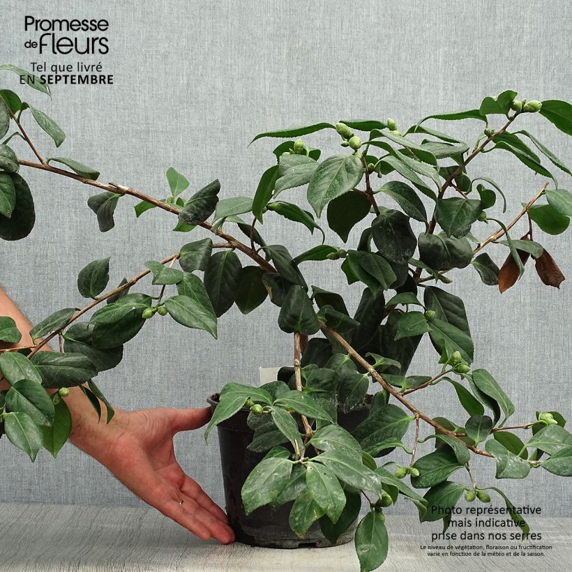 Example of Camellia Sanpei Tsubaki - Japanische Kamelie Topf mit 4L/5L as you get in automne