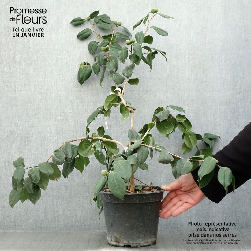 Exemplar von Camellia Sanpei Tsubaki - Japanische Kamelie Topf mit 4L/5L wie im Winter geliefert