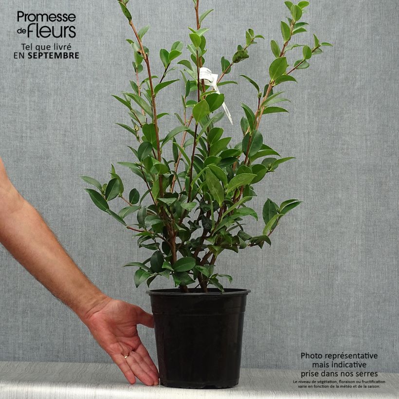 Example of Camellia sasanqua Kanjiro - Herbstblühende Kamelie Topf mit 3L/4L as you get in automne