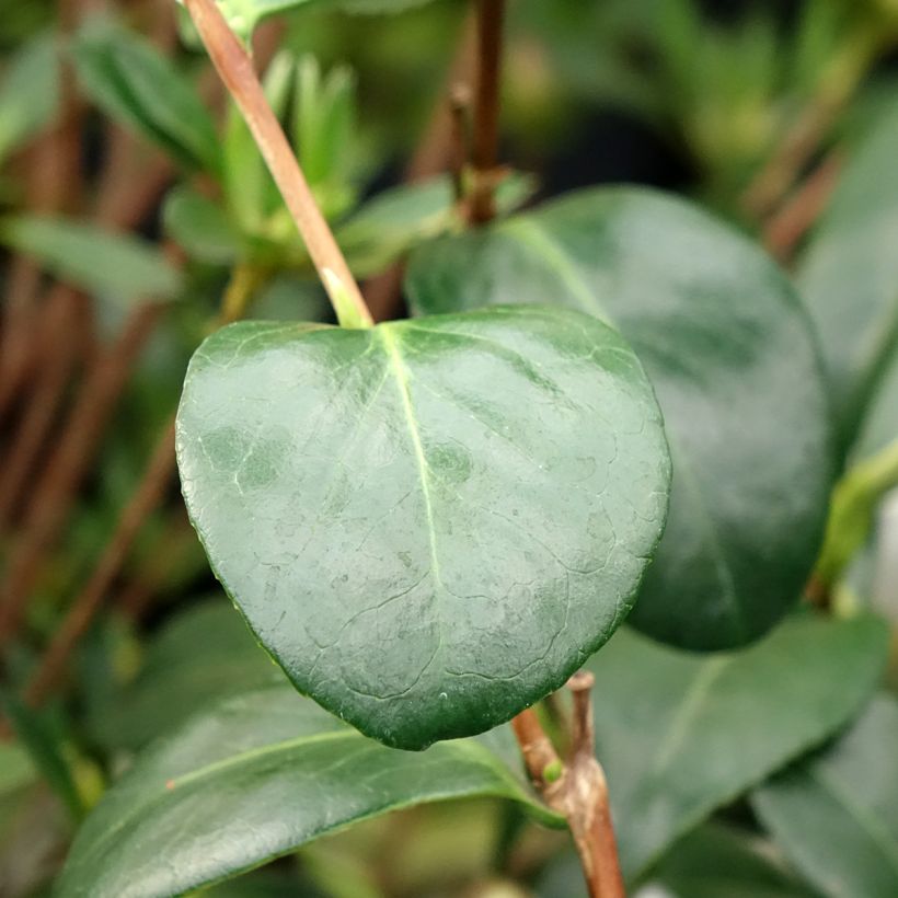Camellia Satsuma - Japanische Kamelie (Laub)