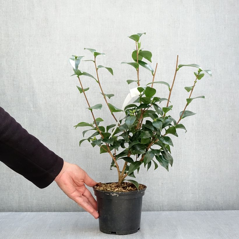 Exemplar von Camellia Stacy Susan - Japanische Kamelie Topf mit 2L/3L wie im Herbst geliefert