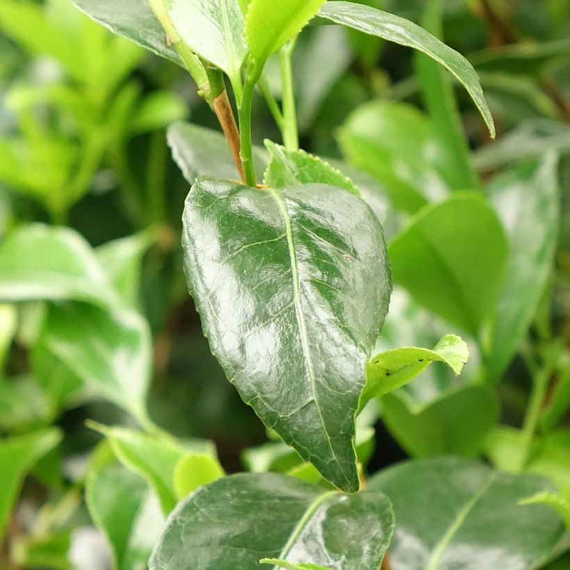 Camellia Stacy Susan - Japanische Kamelie (Foliage)