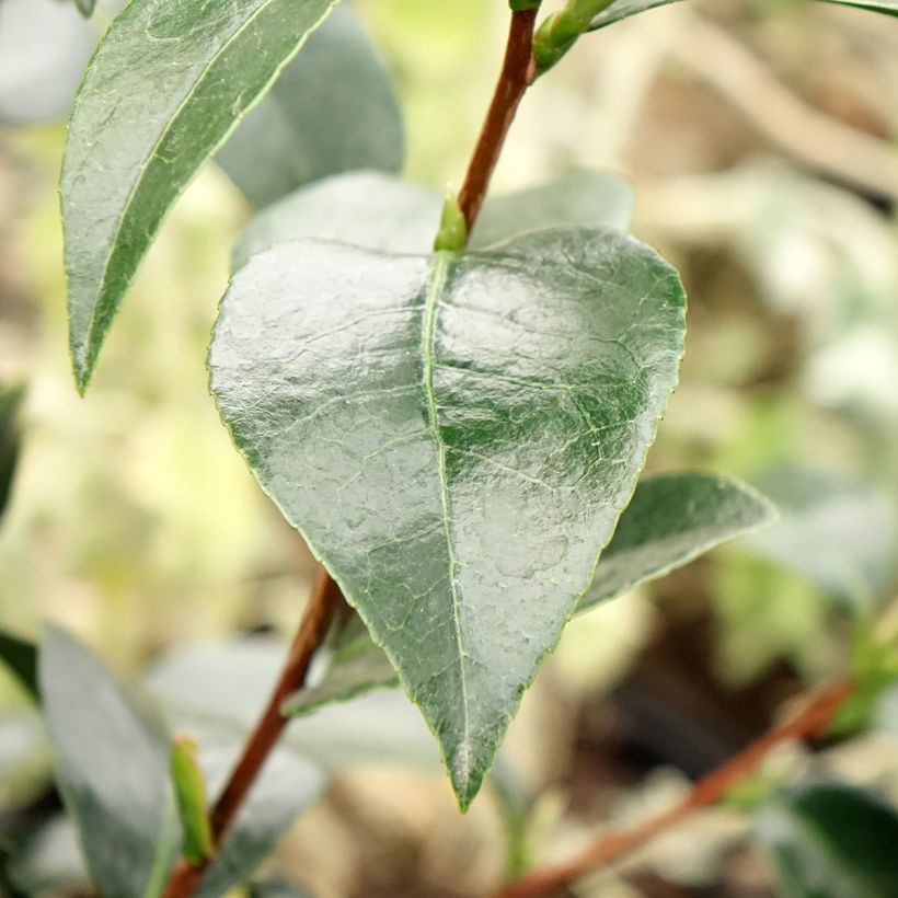 Camellia Stromboli - Japanische Kameliegoda - Kamelie (Laub)