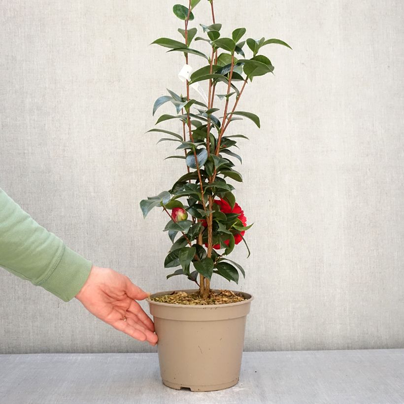 Exemplar von Camellia Stromboli - Japanische Kameliegoda - Kamelie Topf mit 4L/5L wie im Winter geliefert