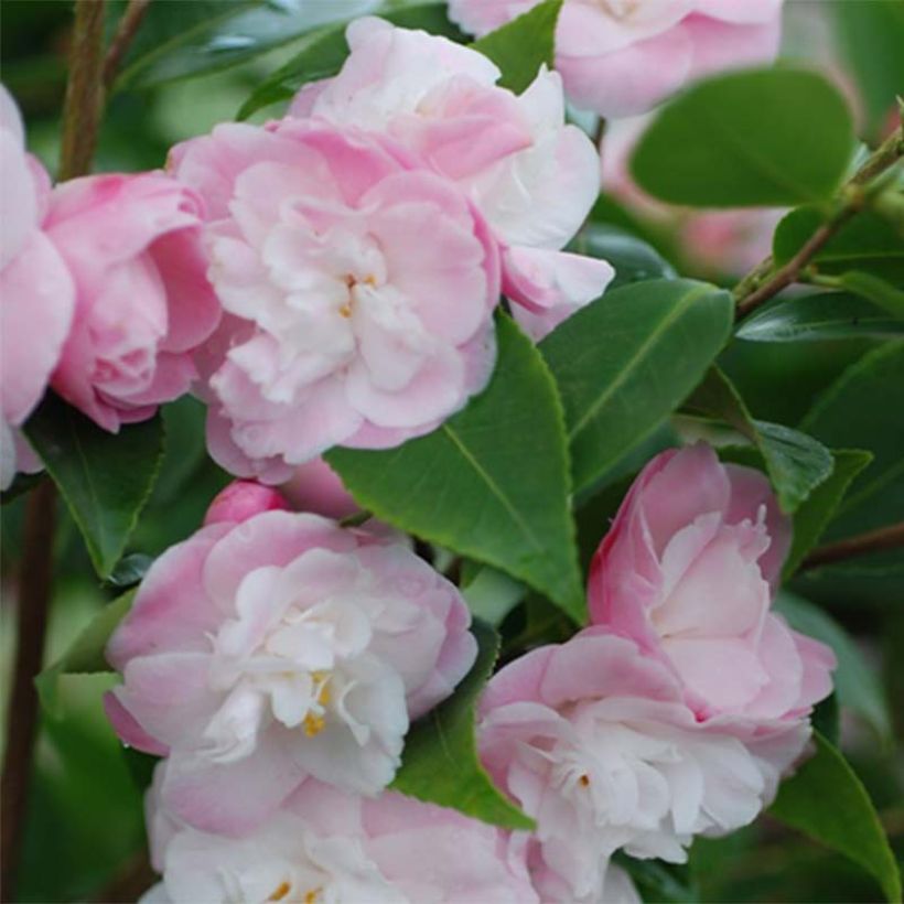 Camellia transnokoensis Sweet Jane - Kamelie (Flowering)