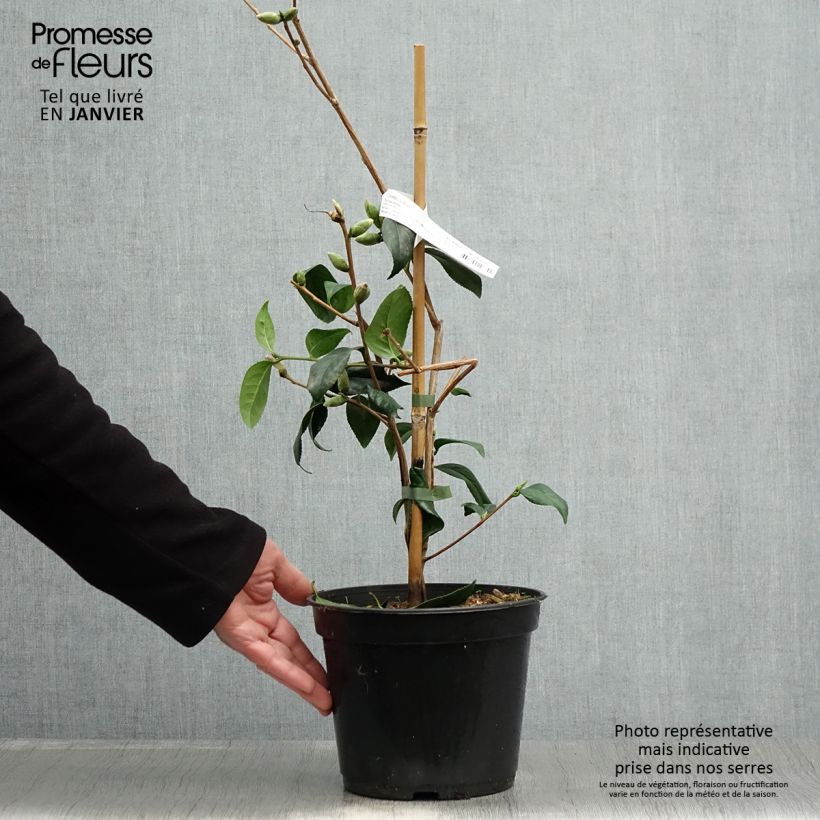 Exemplar von Camellia williamsii Tulip Time - Kamelie Topf mit 4L/5L wie im Winter geliefert
