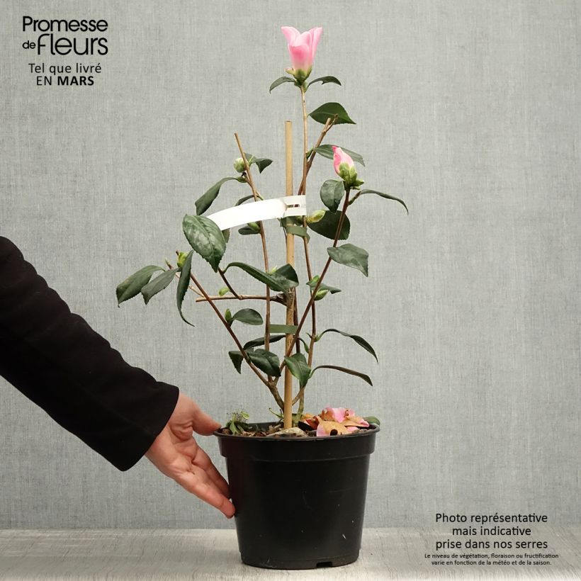 Exemplar von Camellia williamsii Tulip Time - Kamelie Topf mit 4L/5L wie im Frühjahr geliefert