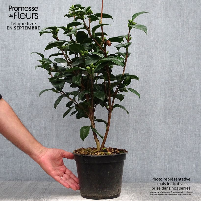 Example of Camellia Valtevareda - Japanische Kamelie Topf mit 4L/5L as you get in automne