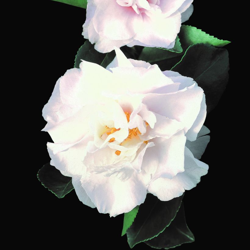 Camellia sasanqua Waterfall White - Herbstblühende Kamelie (Flowering)