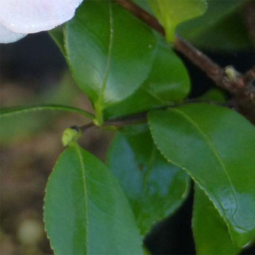 Camellia Cinnamon Scentsation - Kamelie (Foliage)