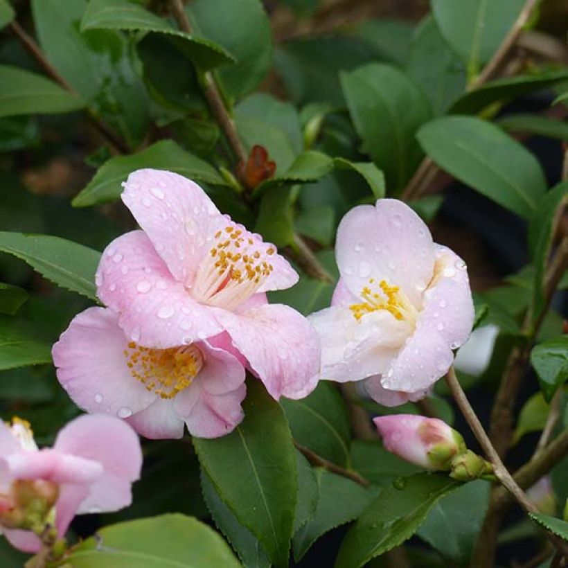 Camellia Cinnamon Scentsation - Kamelie (Flowering)