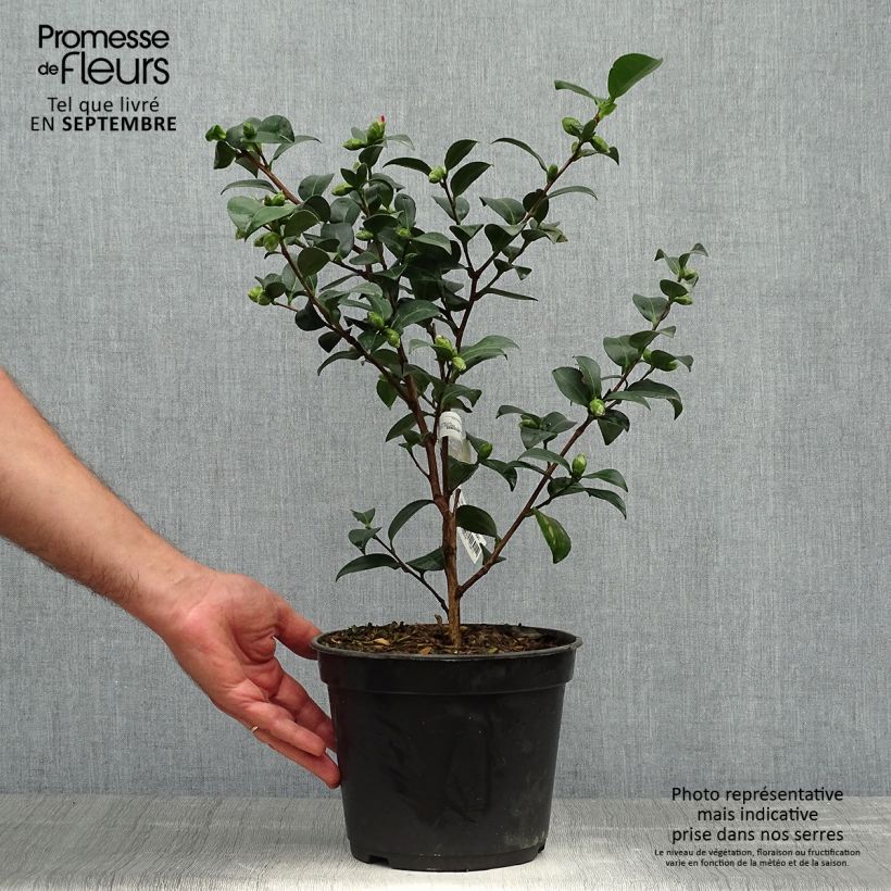 Example of Camellia sasanqua Belinda - Herbstblühende Kamelie Topf mit 4L/5L as you get in automne