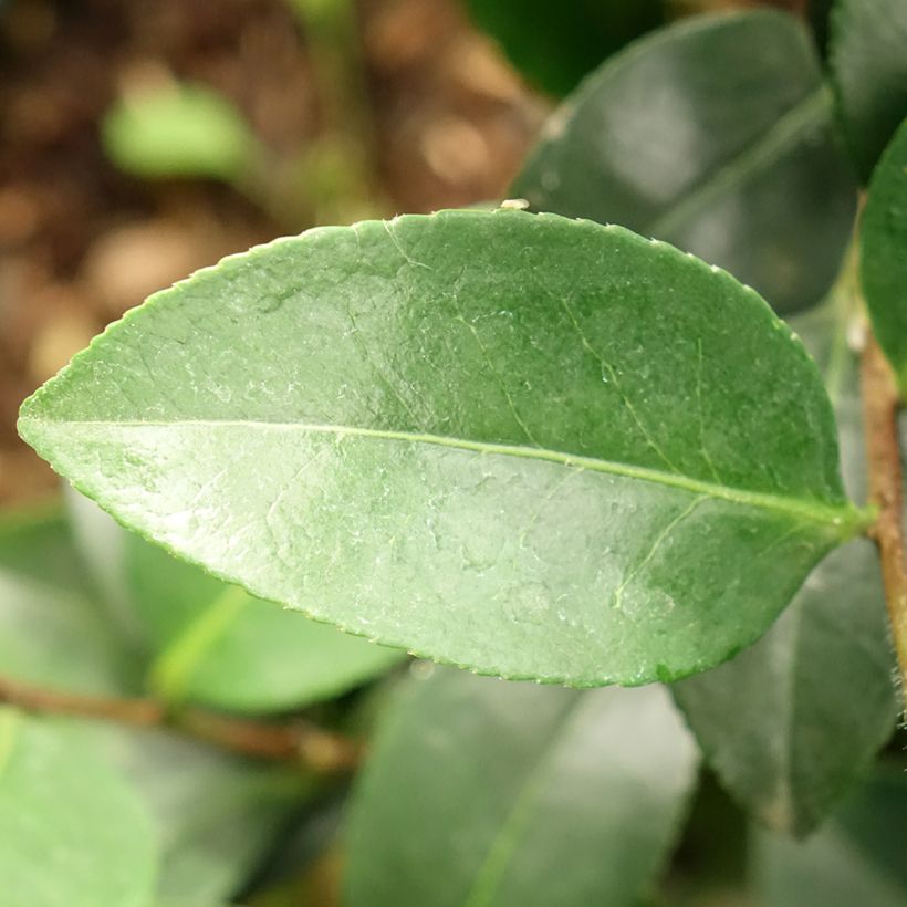 Camellia sasanqua Belinda - Herbstblühende Kamelie (Foliage)