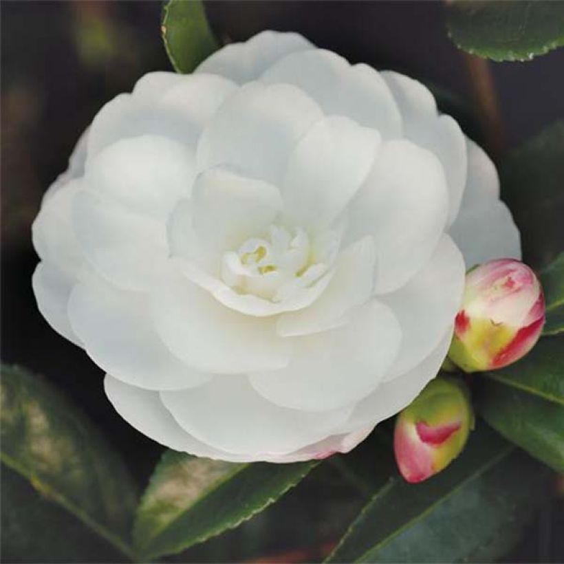 Camellia sasanqua Early Pearly - Herbstblühende Kamelie (Flowering)