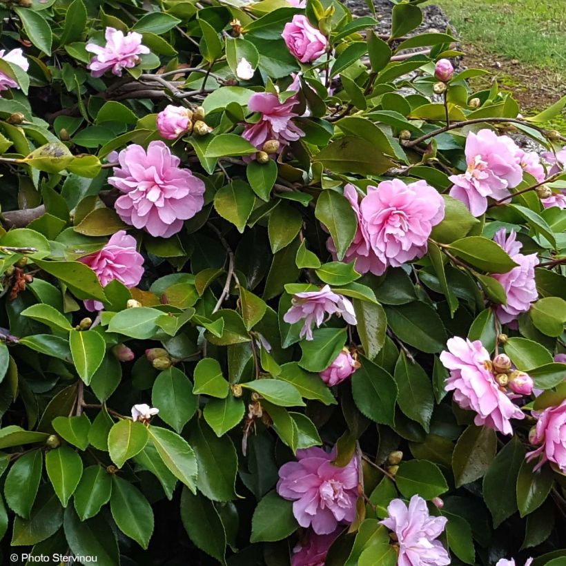 Camellia sasanqua Waterfall Pink - Herbstblühende Kamelie (Flowering)
