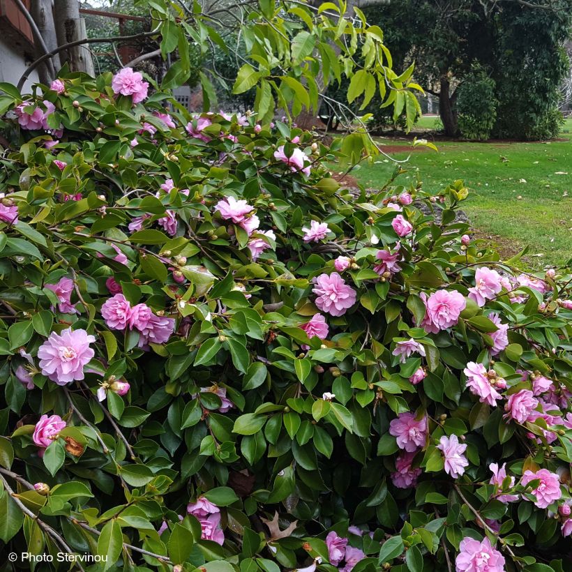 Camellia sasanqua Waterfall Pink - Herbstblühende Kamelie (Plant habit)