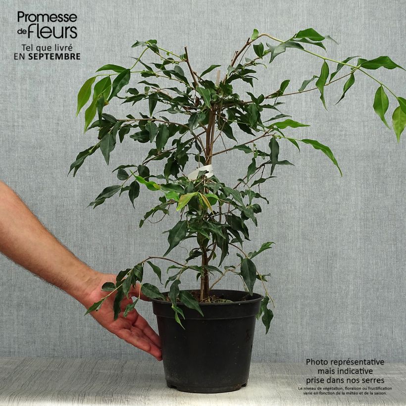Example of Camellia tsaii Topf mit 4L/5L as you get in automne