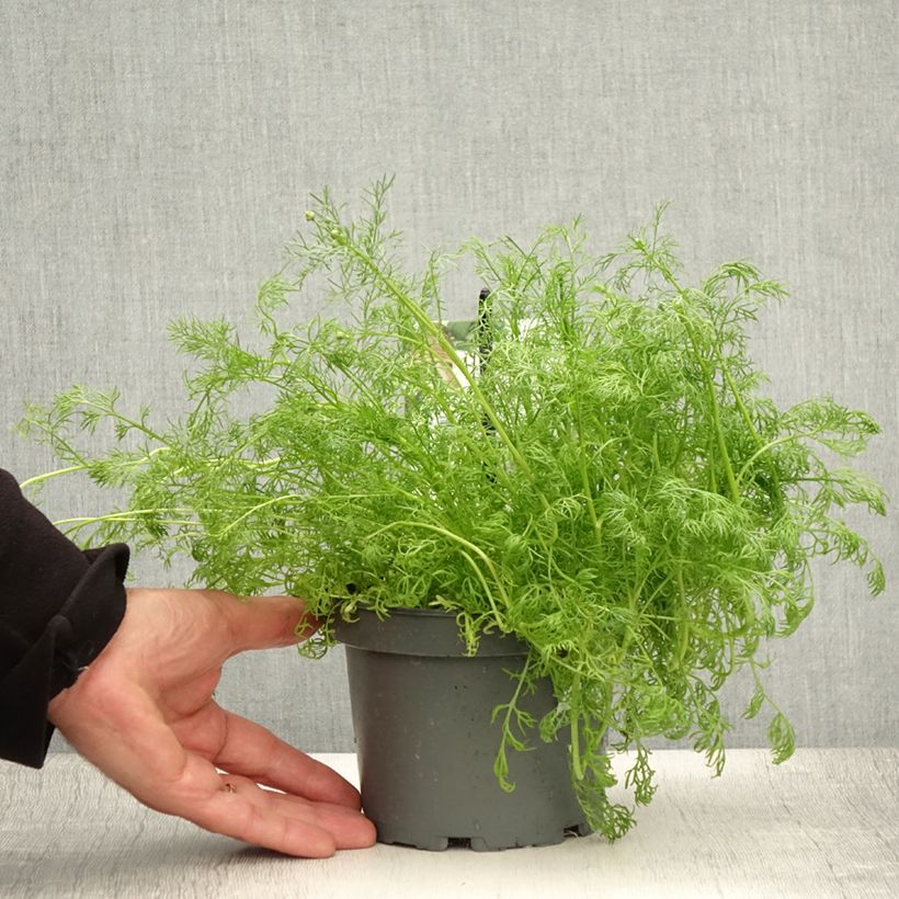 Example of Echte Kamille - Matricaria camomilla Topf mit 1,5L/2L as you get in ete