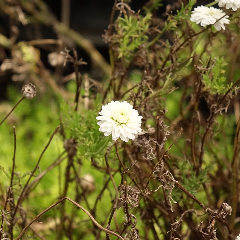 Römische Hundskamille Ligulosum - Chamaemelum nobile (Foliage)