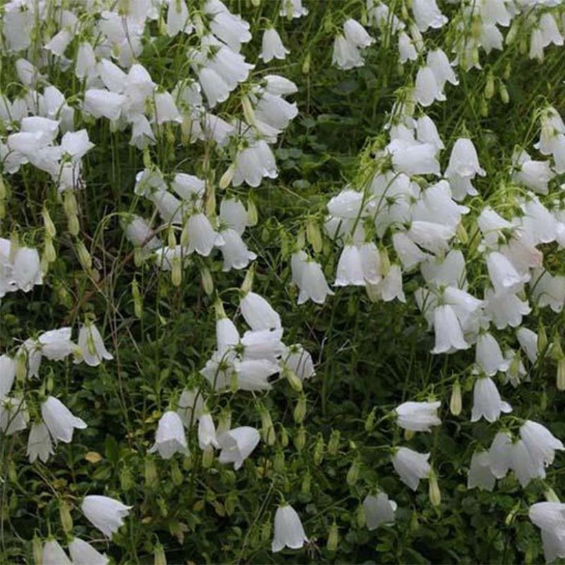 Campanula cochleariifolia Alba - Zwerg-Glockenblume (Flowering)