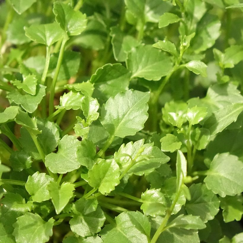 Campanula cochleariifolia Alba - Zwerg-Glockenblume (Foliage)