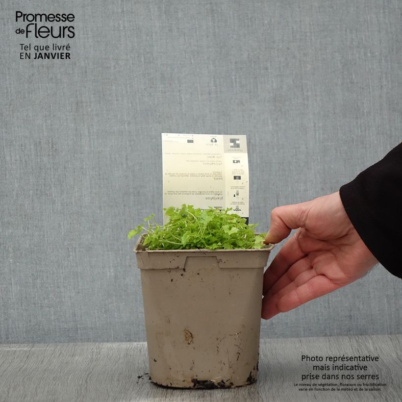 Exemplar von Campanula garganica Dickson s Gold - Sternpolster-Glockenblume Topf mit 2L/3L wie im Winter geliefert