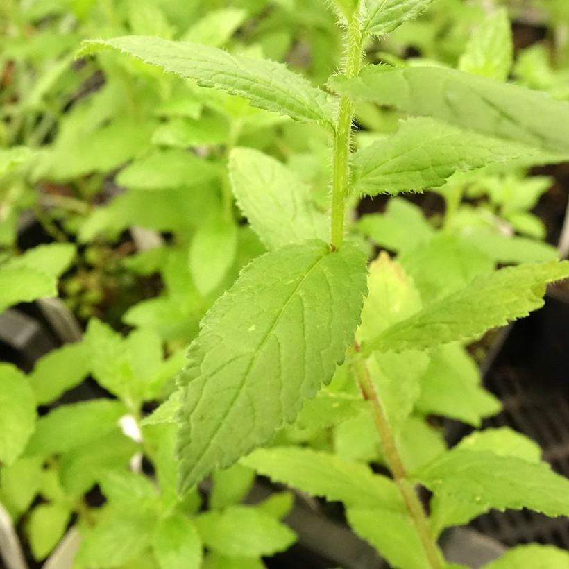 Dolden-Glockenblume Alba - Campanula lactiflora (Foliage)
