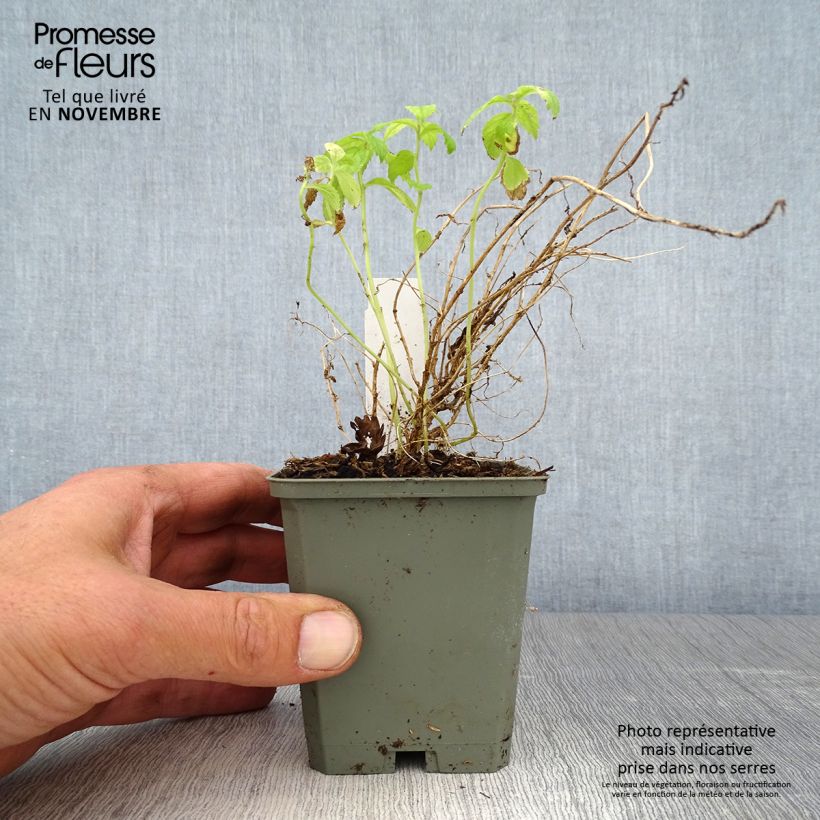 Example of Dolden-Glockenblume White Pouffe - Campanula lactiflora Kleine Töpfe von 8/9 cm as you get in automne