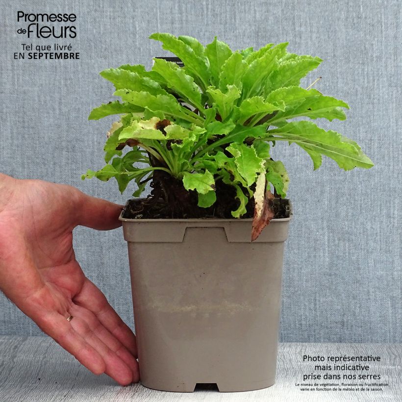 Example of Marien-Glockenblume Blau - Campanula medium Topf mit 2L/3L as you get in ete