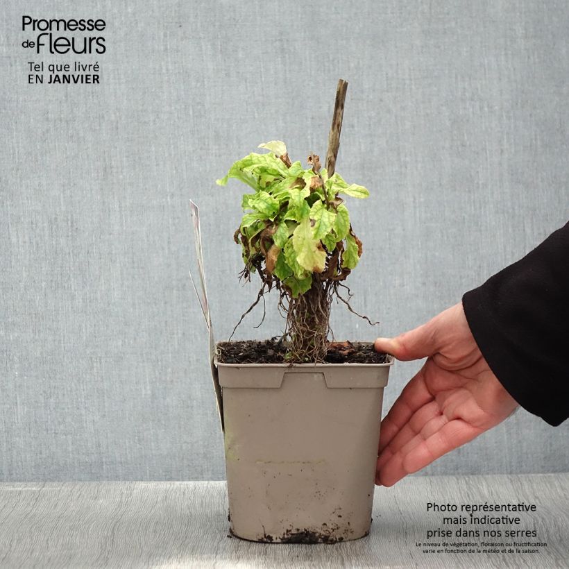 Exemplar von Marien-Glockenblume Blau - Campanula medium Topf mit 2L/3L wie im Winter geliefert