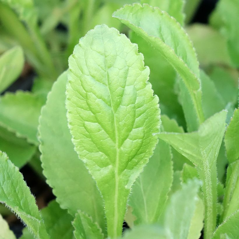 Marien-Glockenblume Blau - Campanula medium (Foliage)