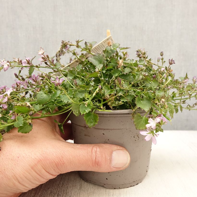 Example of Campanula poscharskyana Adansa Pink - Hängepolster-Glockenblume Topf mit 1L/1,5L as you get in printemps