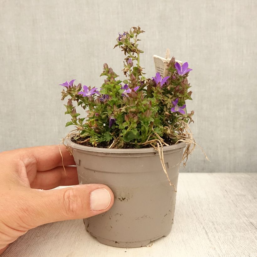 Example of Campanula poscharskyana Adansa Purple - Hängepolster-Glockenblume Topf mit 1L/1,5L as you get in ete
