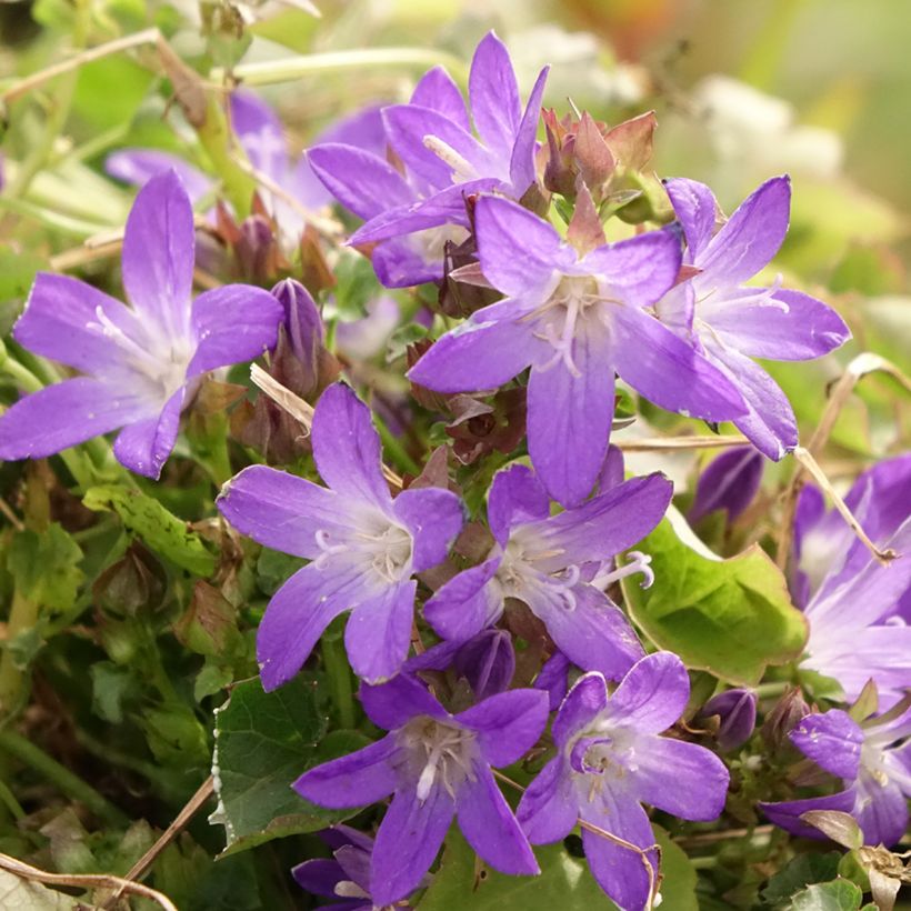 Campanula poscharskyana Adansa Purple - Hängepolster-Glockenblume (Flowering)